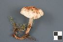 Rhodocollybia maculata image