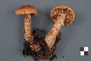 Cortinarius armillatus image