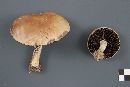 Stropharia hornemannii image