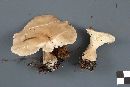 Ampulloclitocybe clavipes image