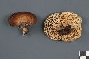 Polyporus brumalis image