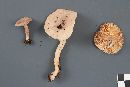 Lactarius glyciosmus image