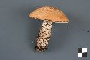 Leccinum versipelle image