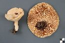 Lactarius affinis image