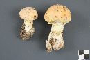 Amanita wellsii image