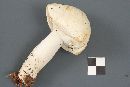 Agaricus silvaticus image