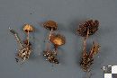 Psilocybe semilanceata image