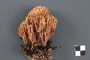 Ramaria stricta image