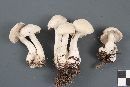 Leucocybe connata image