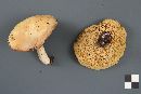 Suillus brevipes image