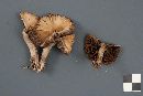 Psathyrella piluliformis image