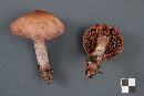 Cortinarius brunneus image