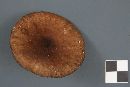 Lactarius lignyotus image