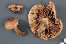 Tricholoma transmutans image