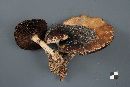 Stropharia hornemannii image