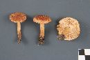 Tricholoma vaccinum image