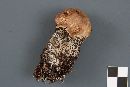 Leccinum versipelle image