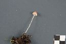 Mycena adonis var. adonis image