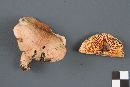 Lactarius deterrimus image