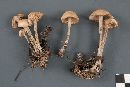 Gymnopus confluens image