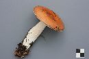 Russula paludosa image