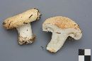 Lactarius deceptivus image