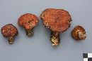 Suillus glandulosus image