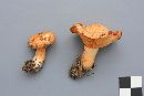 Lactarius thyinos image