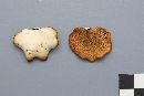 Polyporus varius image