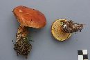 Suillus grevillei image