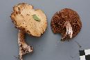 Cortinarius porphyropus image