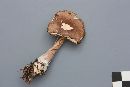 Rhodocollybia butyracea image