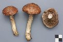 Suillus serotinus image