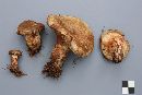 Paxillus involutus image