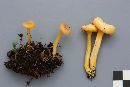 Hygrocybe vitellina image