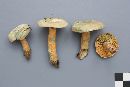 Lactarius deterrimus image