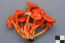 Hygrocybe miniata image