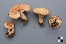 Lactarius torminosus image