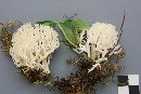 Ramariopsis kunzei image