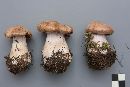 Cortinarius malachius image