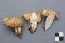 Entoloma bicolor image