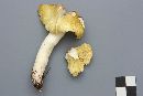 Tricholoma sejunctum image