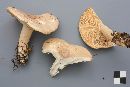 Lactarius vietus image