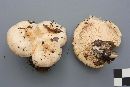 Lactarius zonarius image