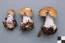 Cortinarius fulvo-ochrascens image