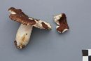 Russula xerampelina image