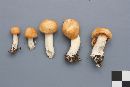 Hygrocybe pratensis image