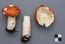 Russula paludosa image