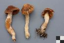 Cortinarius obtusus image