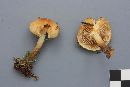 Pholiota spumosa image